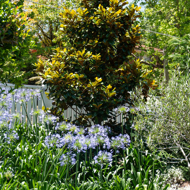 Wahroonga - formal cottage garden